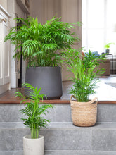 files/IndoorPlants_4-JamiesHouse29.11.2023-024_bce1fc81-c405-4090-8d90-fb710df68575.jpg